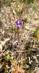 Thelymitra holmesii