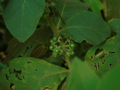 Solanum jamaicense
