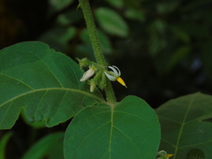 Solanum jamaicense