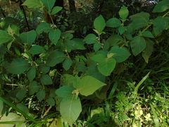 Solanum jamaicense