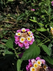 Lantana camara