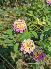 Lantana camara
