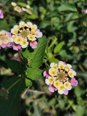 Lantana camara