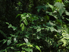 Polyscias diversifolia