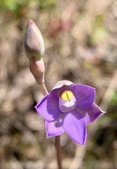 Thelymitra holmesii