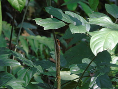 Polyscias diversifolia