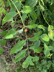 Podontia affinis
