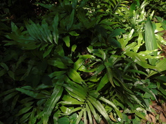 Taenitis blechnoides