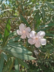 Nerium oleander