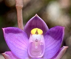 Thelymitra holmesii