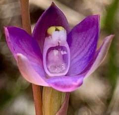 Thelymitra holmesii