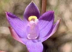 Thelymitra holmesii