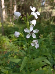Microbotryum saponariae