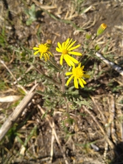 Osteospermum muricatum