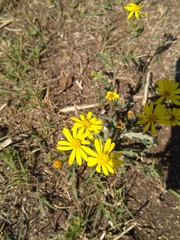 Osteospermum muricatum