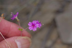 Boerhavia linearifolia