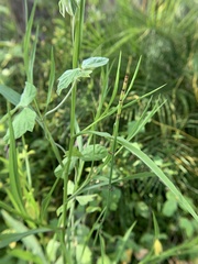 Equisetum ramosissimum