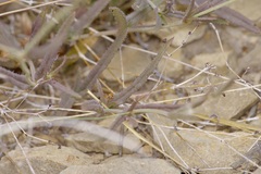 Boerhavia linearifolia