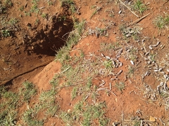 Cynictis penicillata