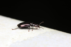 Physodera eschscholtzii