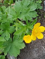 Ranunculus montanus