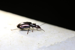 Physodera eschscholtzii