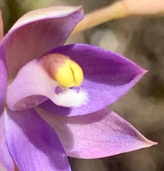 Thelymitra holmesii