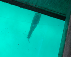 Caranx ignobilis