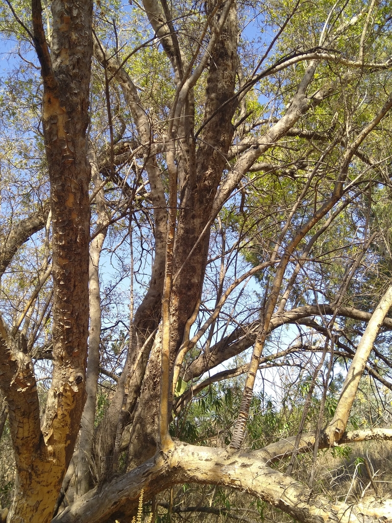 river bushwillow from Carletonville, 2499, South Africa on August 17 ...