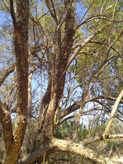Combretum erythrophyllum