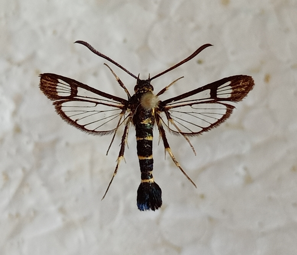 mistletoe clearwing