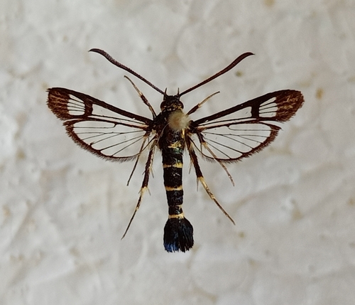 mistletoe clearwing