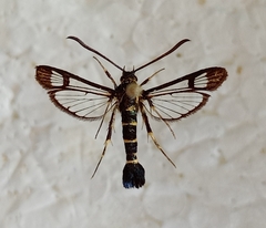 Synanthedon