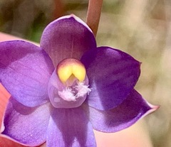 Thelymitra holmesii