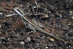 Horner's Dragon photo 4