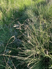 Poa subfastigiata