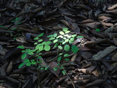 Dalbergia latifolia