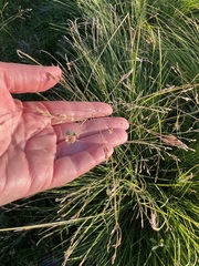 Poa subfastigiata