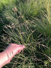 Poa subfastigiata