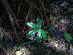 Tacca palmata