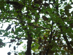 Orthotomus sepium