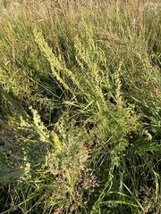 Artemisia laciniata