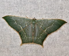 Maxates veninotata