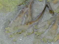 Fucus serratus