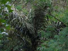 Arenga pinnata