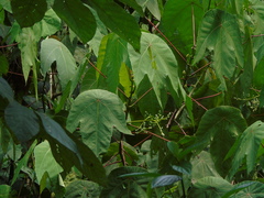Macaranga triloba