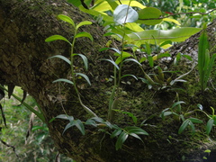 Dendrobium crumenatum