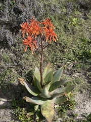 Aloe × schimperi
