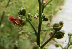 Scrophularia lucida