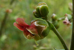 Scrophularia lucida